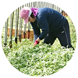 クレソン 人見さん