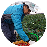 いちご（とちおとめ） 石橋さん