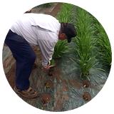 アスパラガス・ニラ 大武さん